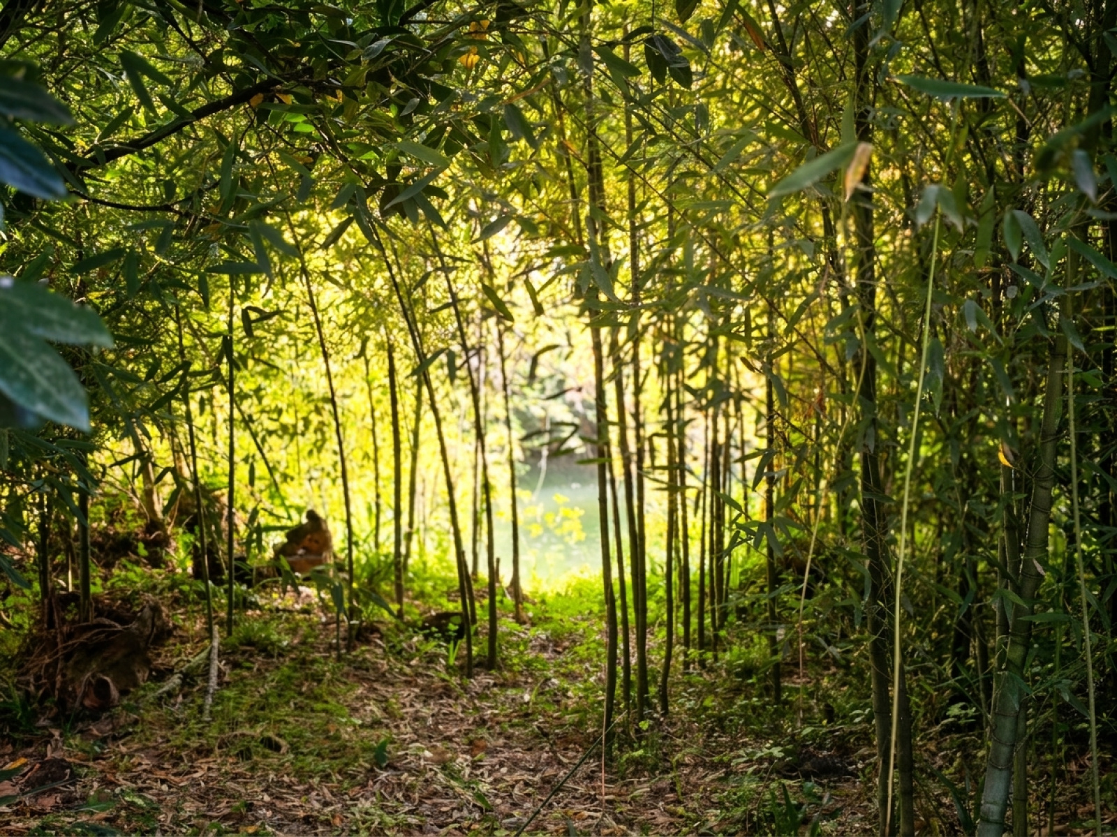 Image_, Maison, Salies-de-Béarn, ref :327